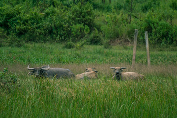 Buffalo is eating grass in the field.