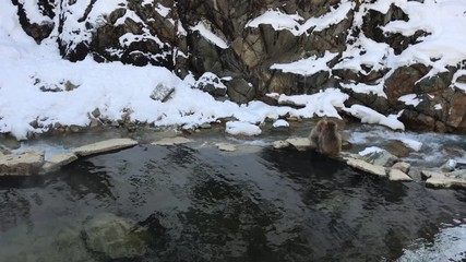 Two Japanese Macaques hugging, sleeping and relaxing on the wall side to hot water pool onsen at the Jigokudani Snow Monkey Park, Japan