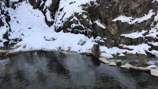 Two Japanese Macaques hugging, sleeping and relaxing on the wall side to hot water pool onsen at the Jigokudani Snow Monkey Park, Japan