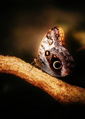 Close up of beautiful Owl butterfly with big eyespots