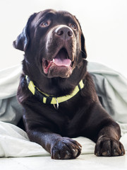 Portrait of purebred brown labrador dog lying on wooden floor in white bed sheet