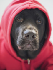 Portrait of purebred brown labrador dog in red sweatshirt