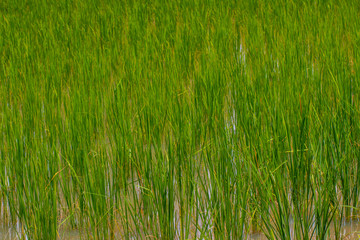 The countryside rice in the field