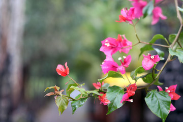 beautiful bougainvillea flowers in natural background. floral background. Kerala, india 
