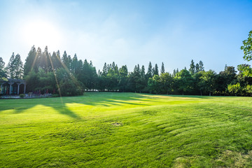 grass land in park