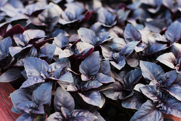 Fresh purple Basil leaves background