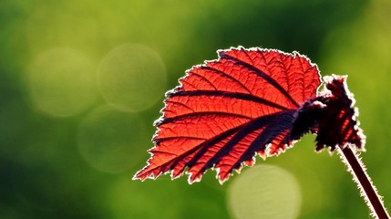 Close up of a leaf of a red beech tree