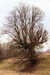 Old bare tree with powerful bare roots on cloudy day