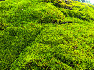 Beautiful moss and lichen covered stone. Bright green moss Background textured in nature. Natural...