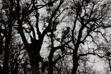 Bare trees in forest at bad cloudy weather