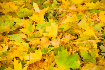 golden autumn leaves