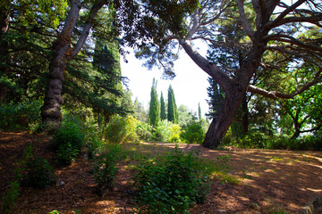 Fototapeta premium View from the forest to the cypresses
