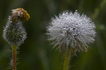 water drops from nature