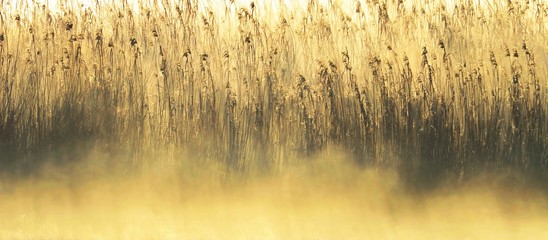 Landscape with morning fog over wetland and grass in sepia