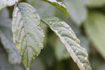 雨に濡れた植物