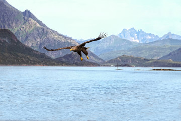 White-tailed sea eagle hunting in a Norwegian fjord.