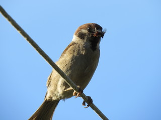 sparrow