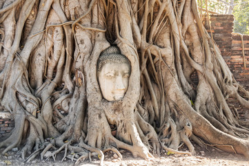 A stone head of Buddha in Wat Prha Mahathat Temple