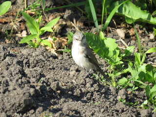 flycatcher