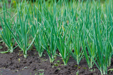 Green onion growing in the garden. Selective focus.