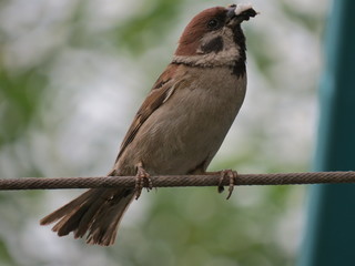 sparrow
