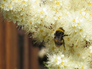 the bee pollinates the flower