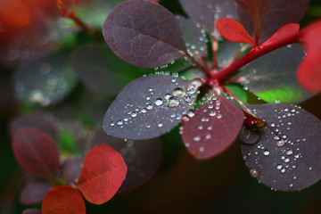 water drops from nature