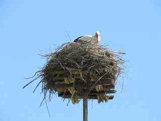 stork in the nest
