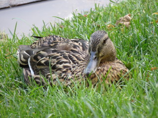 duck on the grass