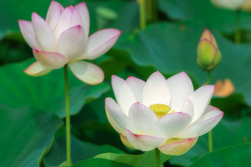 法華寺蓮という名前の蓮