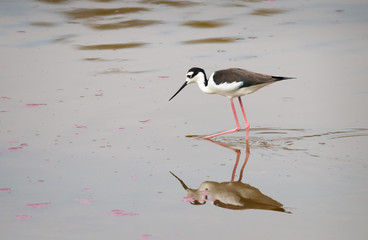 Peruvian stilt