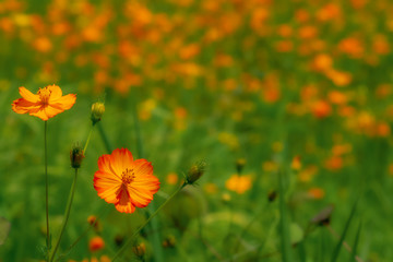 満開のキバナコスモス