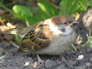 sparrow