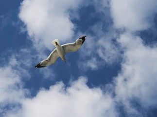 Seagull flying high up the sky