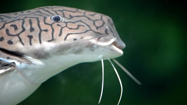 Tiger sorubim (Pseudoplatystoma tigrinum) close up