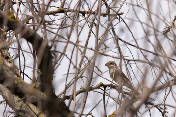 Red-backed Shrike - Lanius collurio young bird sitting on the branch