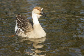 Höckergans im Wasser