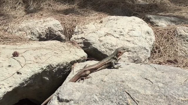 Gran-Canaria-Rieseneidechse, Kanareneidechse, Gekko 