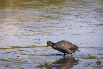 Eurasian Coot or Fulica atra in water of lake