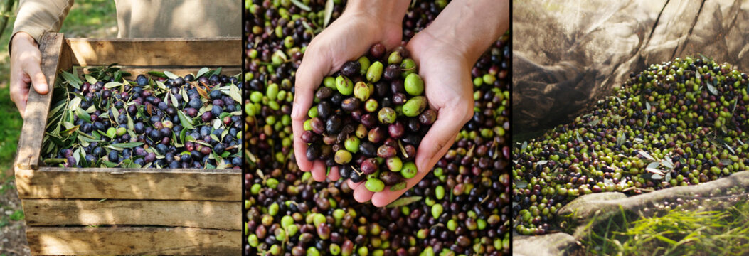 Composition Of Italian Oil And Olives, Concept Of Bio Food And Genuine Food. Italian Olive Groves And Tradition And Passion For Ancient Work.