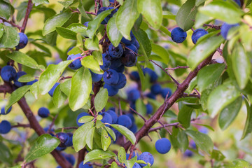 Blueberry in the woods 