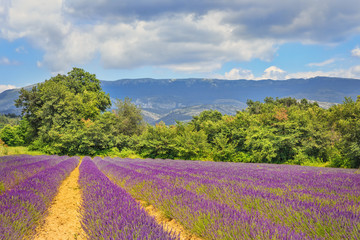 Naklejka na ściany i meble .Fields of lavender against the backdrop of mountains in the valleys of Provence. France. Focus concept.