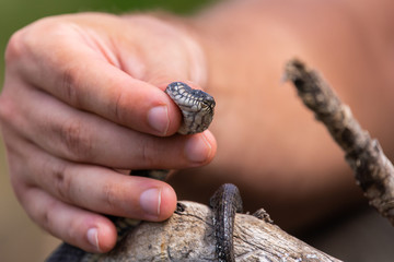 Small snake, known as Natrix tessellata, in man's hand