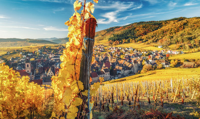Scenic mountain landscape with vineyards near the historic village of Riquewihr, Alsace, France. Colorful travel and wine-making background.