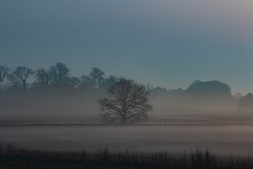 A tree in the countryside surrounded by fog