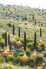 An unusual ancient tall plant in Peru - puya raimondii