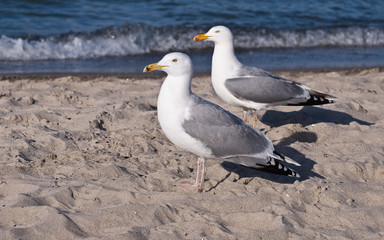 ...geh'n wir zu dir, oder geh'n wir zu mir?
