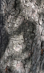 Gray-brown texture of the bark of the old tree with deep cracks close-up