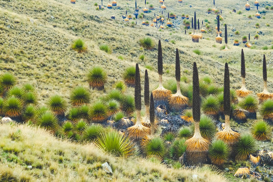 An unusual ancient tall plant in Peru - puya raimondii