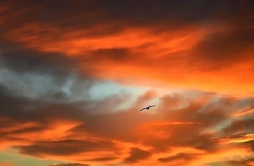 Fototapeta na wymiar Bird flying high in a red sky at sunrise